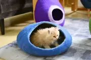 50 cm, Wide Opening Wool Cat Cave Bed| Blue Round Cozy Cat House | Handmade Cave
