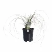 140mm Carex Frosted Curls - Carex albula Frosted Curls