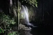 Evening Rainforest and Glow Worm Experience - Surfers Paradise