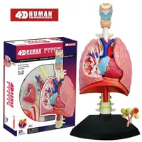 在飛比找PChome24h購物優惠-《4D MASTER》人體解剖教學模型系列 - 呼吸系統 2