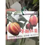 花花世界_水果苗_早酥紅梨_ 新品種/4吋盆/高30-40公分/MA