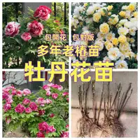 在飛比找蝦皮購物優惠-正宗【牡丹花苗】洛陽牡丹花苗 芍藥種根四季開花多年生庭院陽臺