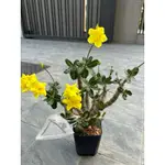 常綠瓶幹（PACHYPODIUM CACTIPES） 種子