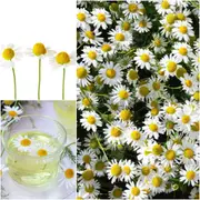 Chamomile - German seeds