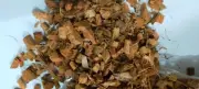 Coconut Coco Husk chips coir fiber orchid Olivia Plants anthurium Free Shipping