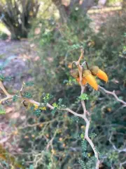 Sophora prostrata - Prostrate Kowhai - NZ Native - 10 seeds
