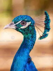 86443 ANIMAL BIRD PEACOCK PLUME FEATHER BLUE COOL CM Decor Wall Print Poster