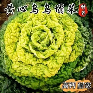 大白菜種子高産抗病山東白菜籽上海青抗病抗寒熱小白菜蔬菜種子【酷農種業】