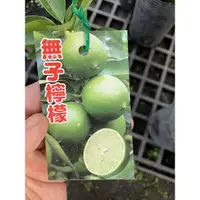 在飛比找蝦皮購物優惠-『宥植栽&果苗』無子檸檬 嫁接苗