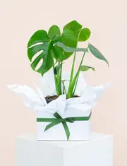 Monstera