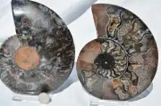 Large Black Ammonite Pair Nice Crystals 110myo Dino age Fossil 153mm 6.0" 9536aa