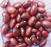 BEAN 'Red Kidney' / Mexican Bean seeds