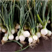 Onion (Spring) - Pompei seeds