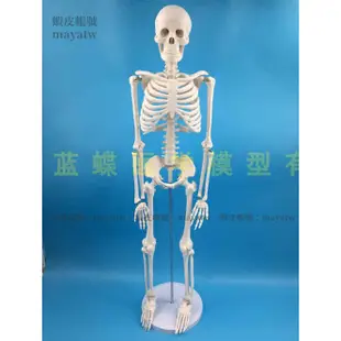 (MD-B_1371)85CM人體骨骼模型 透明胸骨 關節可活動 臨床護理人骨模型