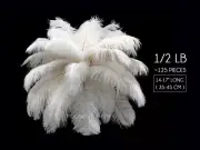 1/2 lb. - 14-17" Off White Ostrich Large Body Drab Wholesale Feathers Wall Craft