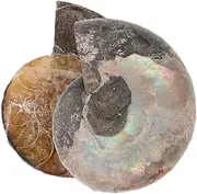 GLSTOY Conch Pendant Ammonite Facet Specimen Natural Polished Shell Historical Value Collectible for Boys Girls