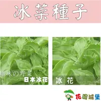 在飛比找蝦皮購物優惠-現貨-冰菜種子 日本冰菜 水晶冰花 農友冰菜 【花園城堡】