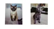 Kitten Folder 2 Pack (Blue Eyes, Meow)