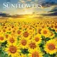 Sunflowers 2021 Mini 7x7