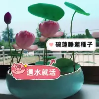 在飛比找蝦皮購物優惠-全網最多款碗蓮種子（Nymphaea tetragona ）