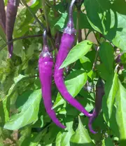CHILLI 'Mulata Bueno' seeds