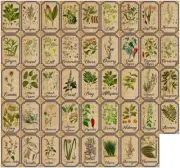 Herb and Spice Apothecary Labels Vintage Labels Stickers for Jars Bottles Tags