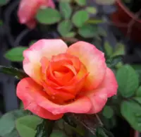 在飛比找Yahoo!奇摩拍賣優惠-季節花卉 **  迷你玫瑰不挑色  ** 3吋盆/高10cm