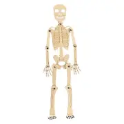 Biological Teaching Human Skeleton Model STEM Kits interactive Q&A