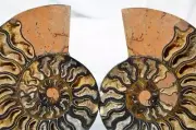 Large Black Ammonite Pair Deep Crystals 110myo Dino age FOSSIL 141mm 5.6" 9870aa