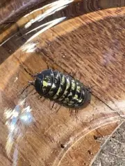 20 Porcellio Laevis “ White” + 10 Armadillium Vulgare + 150 Springtails