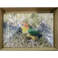 在飛比找蝦皮購物優惠-洄瀾鳥園 金頭凱克鸚鵡無框畫