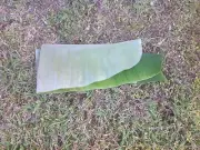 7 OUNCE/200 GRAMS GREEN BANANA LEAF WITHOUT THE STALK FROM NATURAL FLORIDA FARM