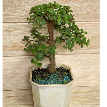 銀杏木的優惠價格 更多植栽 花禮熱賣商品都在飛比價格 22年12月