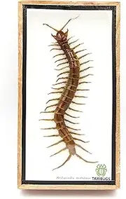 REAL CENTIPEDE MILLIPEDE SCOLOPENDRA MORSITANS TAXIDERMY INSECT IN WOODEN BOX