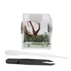 Rat Cave House Reptile Terrarium Tank Pet Terrarium Jumping Spider