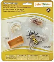 Safari 622716 Life Cycle of A Honey Bee