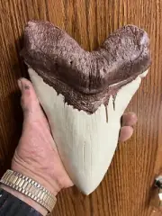 NEW MASSIVE megalodon tooth replica 9" CONVERSATION PIECE LIGHT BROWN ROOT