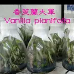 永安蘭園 瓶苗 香莢蘭 香草蘭 VANILLA_PLANIFOLIA 3瓶(每瓶約20苗)