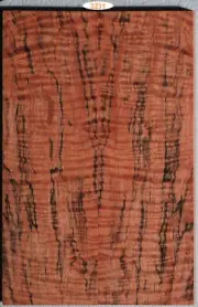 Stabilized Orange Fiddleback Blackline Spalt Maple knife scales #3231, gun grips
