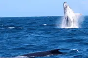 Whale Watching on the Sunshine Coast - Mooloolaba