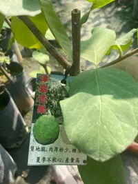 在飛比找露天拍賣優惠-( 花園小果樹 ) - 津翠芭樂 新品種 高壓苗