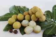 Longan Seedling Tree - Dimocarpus longan