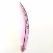6" to 10" Silver Pheasant Tail Feather - Pink