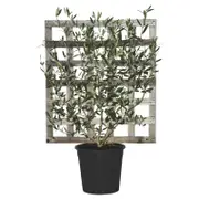 250mm Olive Tree - Espalier Olea Europaea Manzanillo