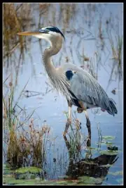 Great Blue Heron 3 - DIY Chart Counted Cross Stitch Patterns Needlework DMC