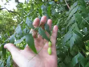 Buy Neem Tree or Neem Plants - Azadirachta indica