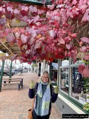 Buy Ornamental Grape Vines in Australia (Vitis vinifera)