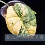 黃斑犀牛皮觀音蓮 ALOCASIA MELO VARIEGATA 美斑 觀葉植物 雨林植物 觀音蓮