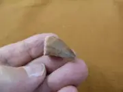 (DF233-146) 1" Fossil MOSASAURUS Dinosaur tooth Mosasaur dino dig fossil teeth