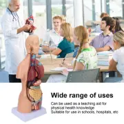 Human Torso Model Removable Educational Body Brain Anatomy Model For Teachin ZOK